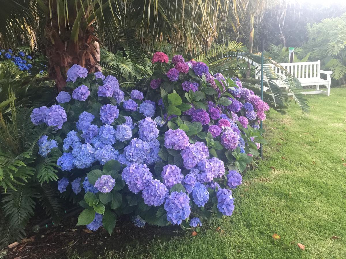 Constantia Valley Lodge Cape Town Bagian luar foto